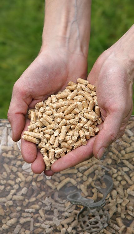 Eine Person hält einige Premium-Pellets in der Hand, um sie zu präsentieren